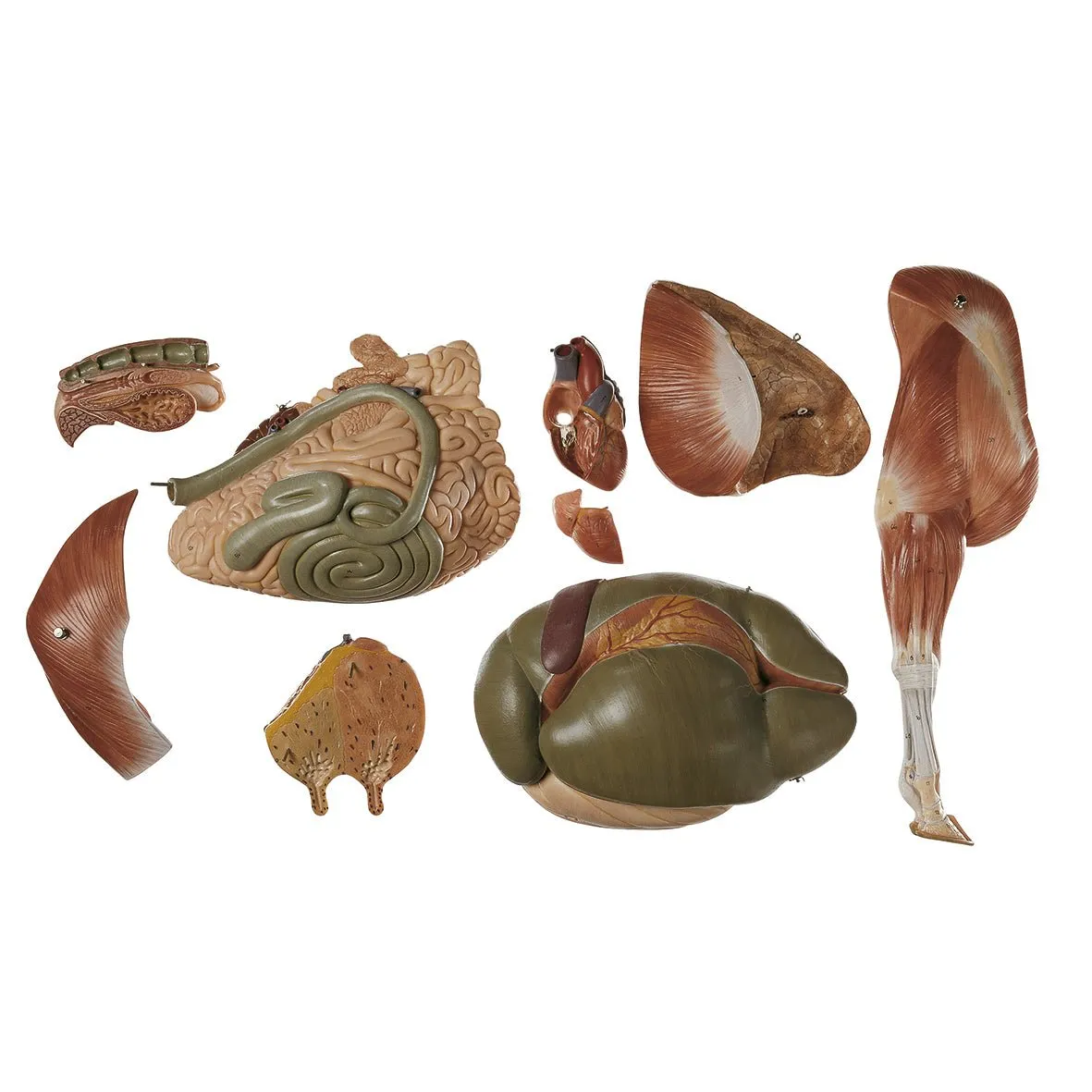 SOMSO Model of Cow - 11 Parts